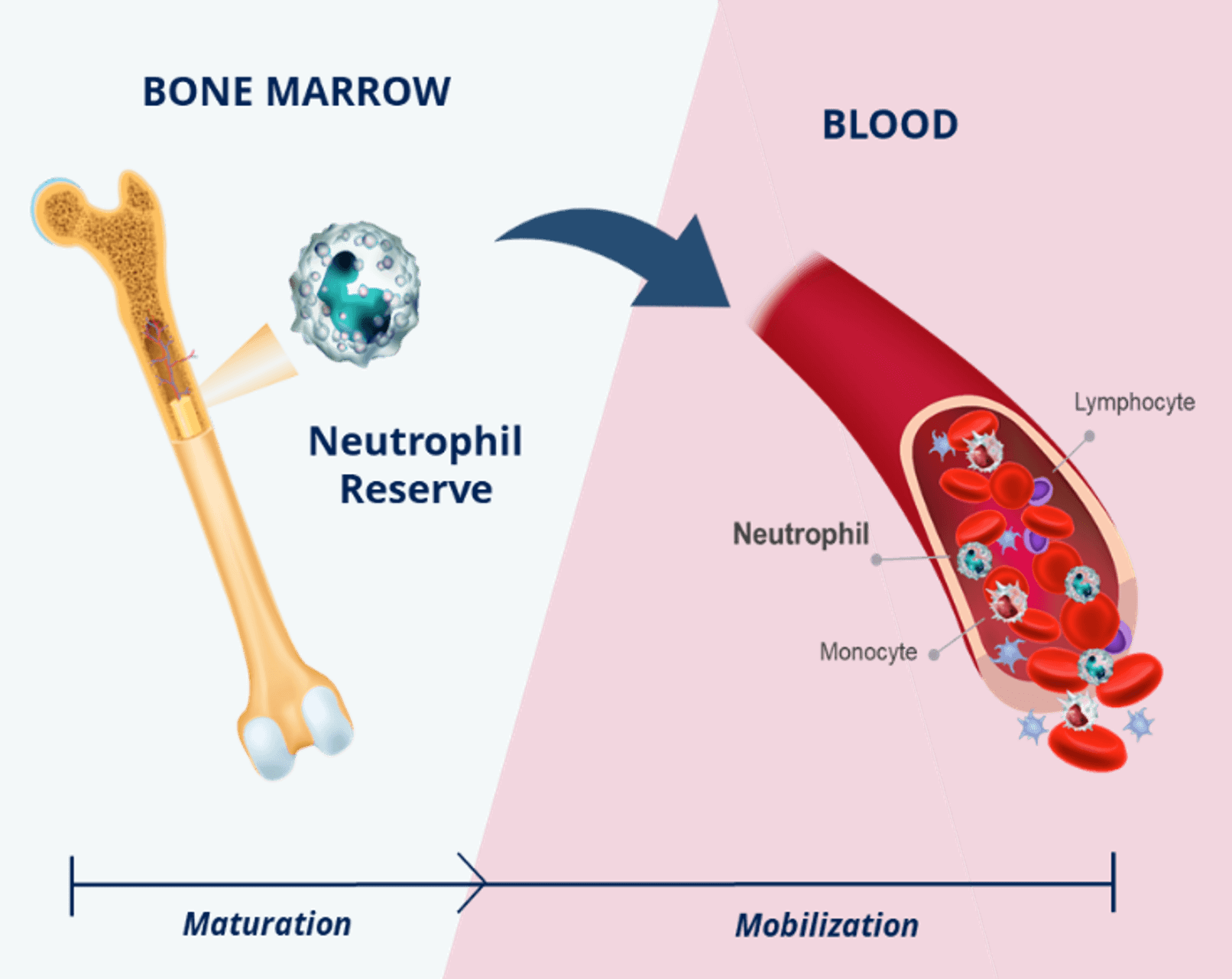 Image depicts the flow of white blood cells from the bone marrow (on the left) into the bloodstream (on the right). Image also depicts that there is a reserve of neutrophils in the bone marrow that mature and then mobilize into the blood along with lymphocytes and monocytes.