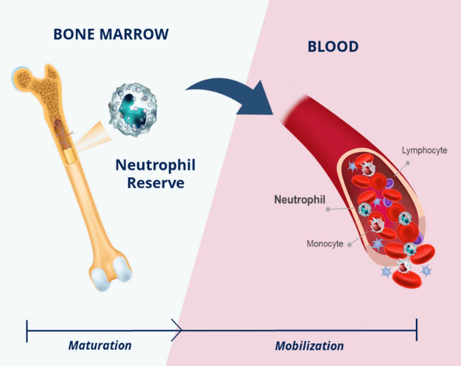 X4-Focus-Lg (1) Image depicts the flow of white blood cells from the bone marrow (on the left) into the bloodstream (on the right). Image also depicts that there is a reserve of neutrophils in the bone marrow that mature and then mobilize into the blood along with lymphocytes and monocytes.