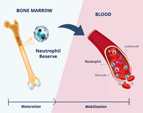 Image depicts the flow of white blood cells from the bone marrow (on the left) into the bloodstream (on the right). Image also depicts that there is a reserve of neutrophils in the bone marrow that mature and then mobilize into the blood along with lymphocytes and monocytes.