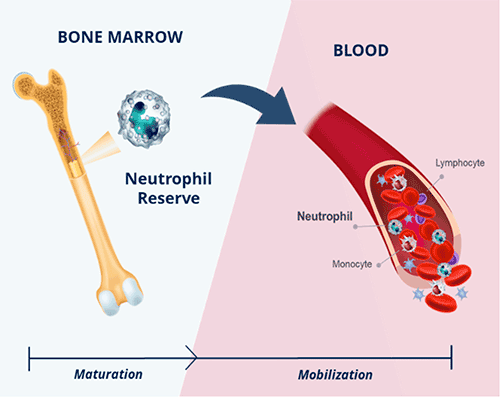 X4-Focus-Lg-1 Image depicts the flow of white blood cells from the bone marrow (on the left) into the bloodstream (on the right). Image also depicts that there is a reserve of neutrophils in the bone marrow that mature and then mobilize into the blood along with lymphocytes and monocytes.